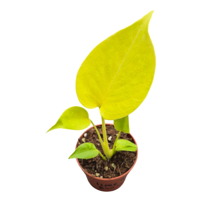 Live sale plant 16 Monstera Lime Banana