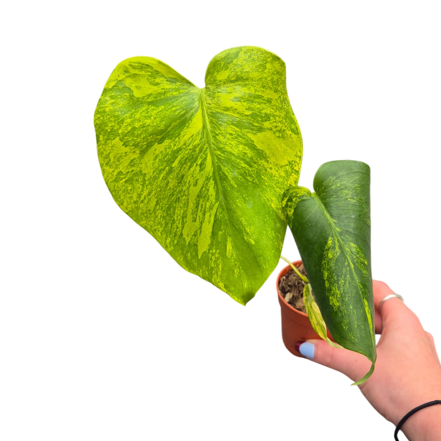Live sale plant 17 Monstera Deliciosa Aurea Variegata
