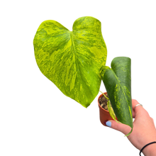 Live sale plant 17 Monstera Deliciosa Aurea Variegata