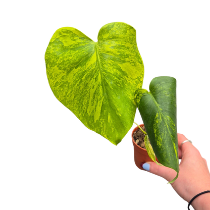 Live sale plant 17 Monstera Deliciosa Aurea Variegata