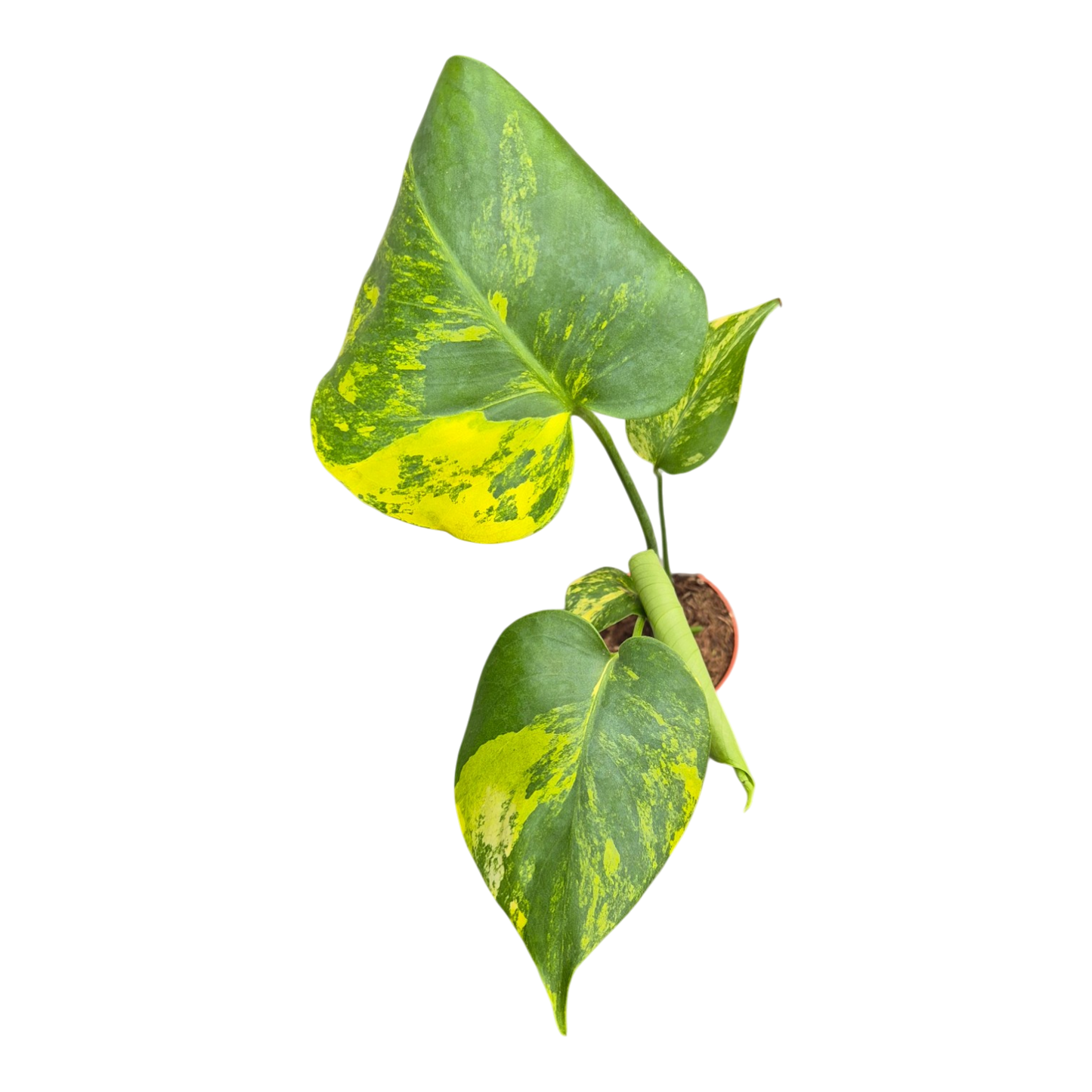 Live sale plant 18 Monstera Deliciosa Aurea Variegata