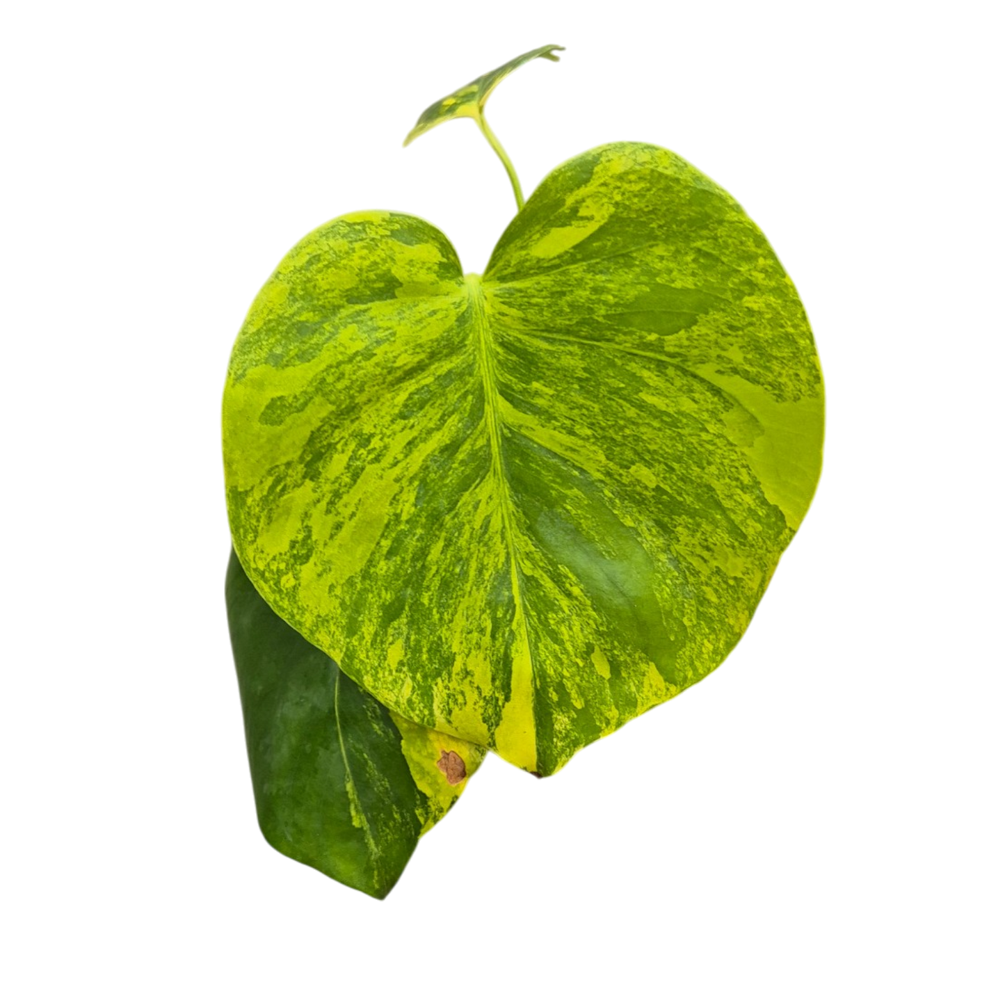 Live sale plant 19 Monstera Deliciosa Aurea Variegata