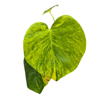 Live sale plant 19 Monstera Deliciosa Aurea Variegata
