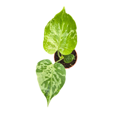 Live sale plant 20 Monstera Bulbasaur