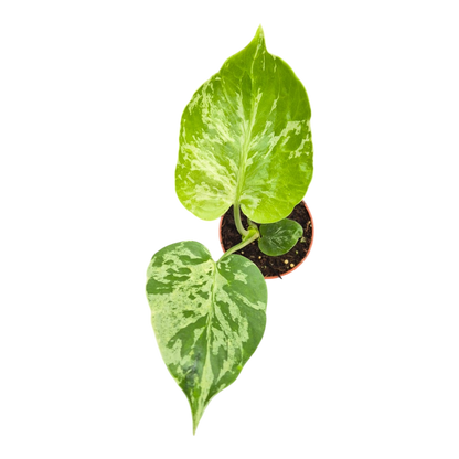 Live sale plant 20 Monstera Bulbasaur