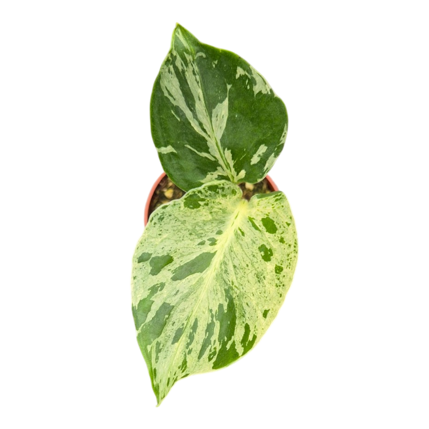 Live sale plant 21 Monstera Bulbasaur