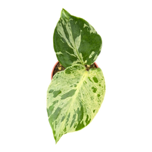 plante de vente vivante 21