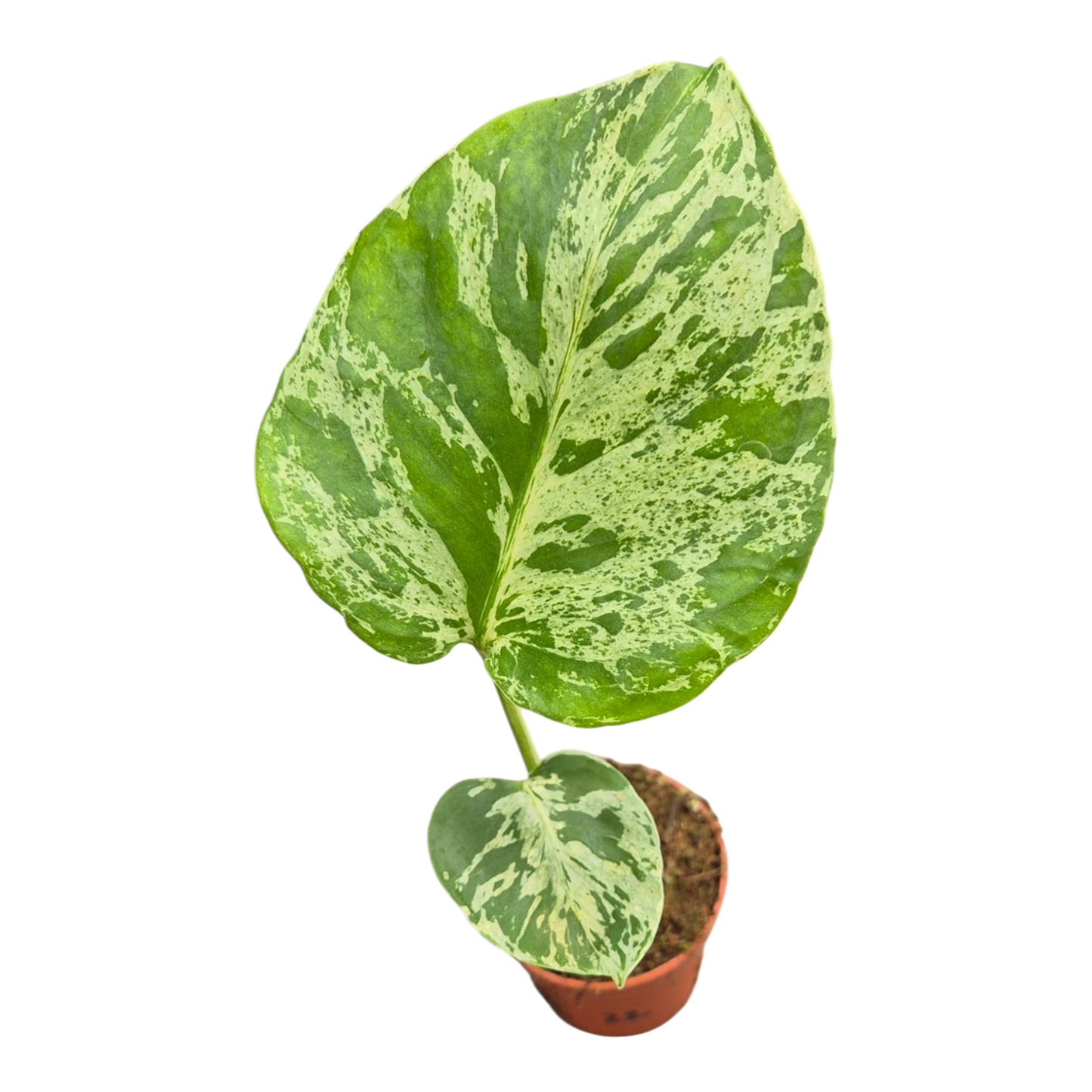 Live sale plant 22 Monstera Bulbasaur