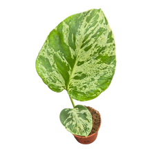 plante de vente vivante 22