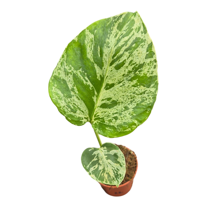 Live sale plant 22 Monstera Bulbasaur