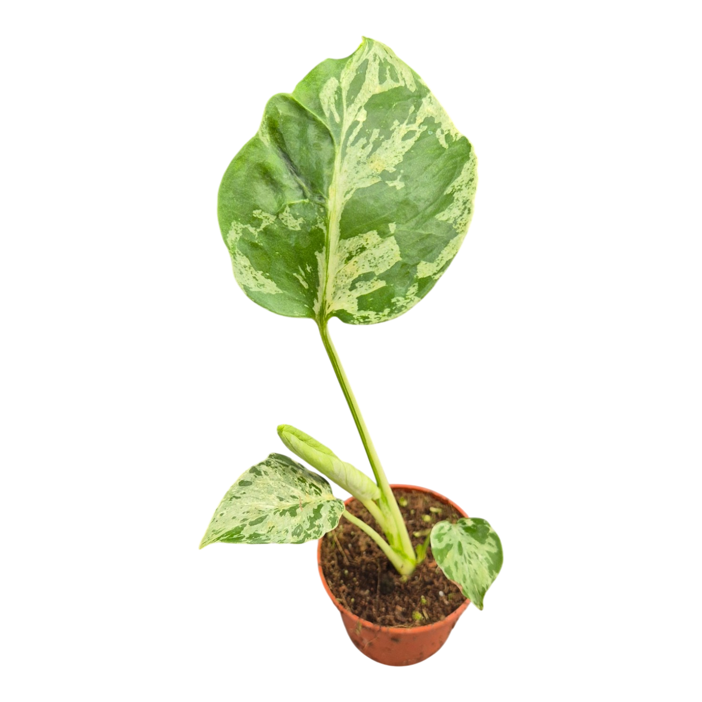 Live sale plant 23 Monstera Bulbasaur