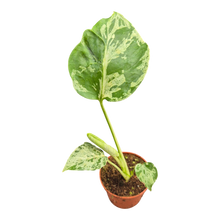 plante de vente vivante 23