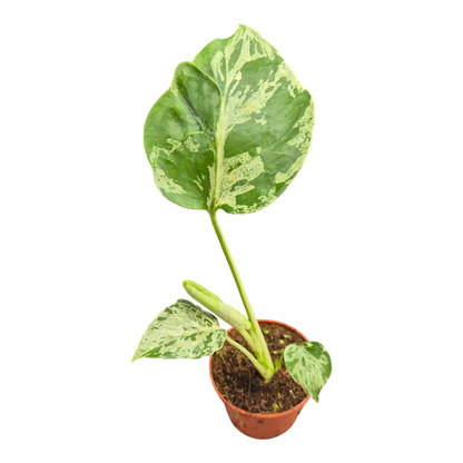 Live sale plant 23 Monstera Bulbasaur
