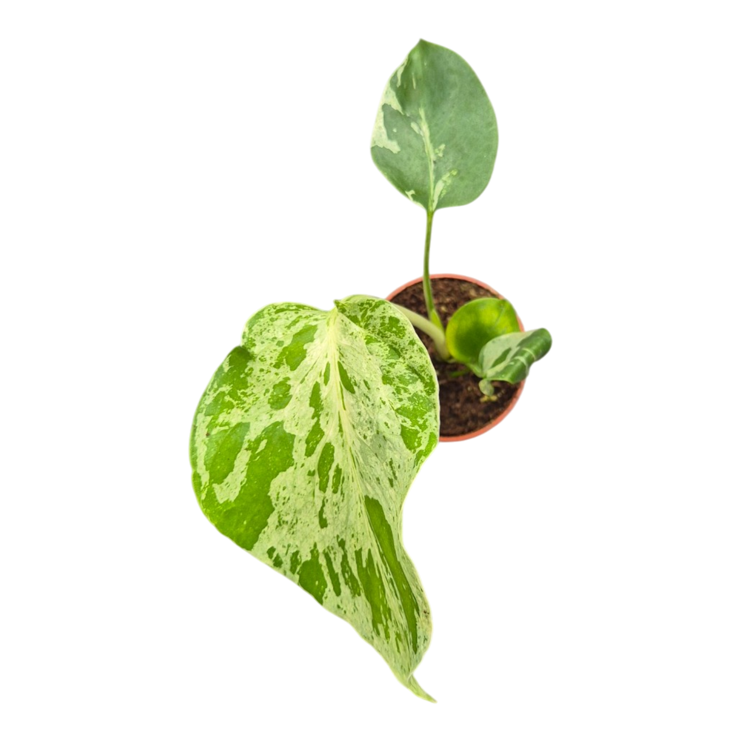 Live sale plant 24 Monstera Bulbasaur