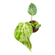 plante de vente vivante 24
