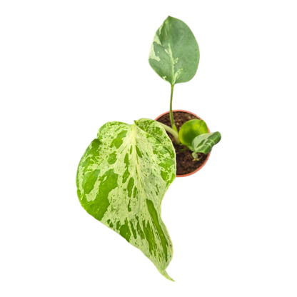 Live sale plant 24 Monstera Bulbasaur