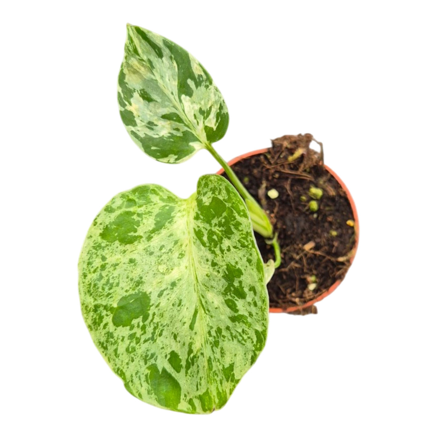 Live sale plant 25 Monstera Bulbasaur