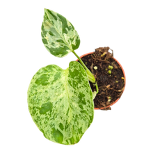 plante de vente vivante 25