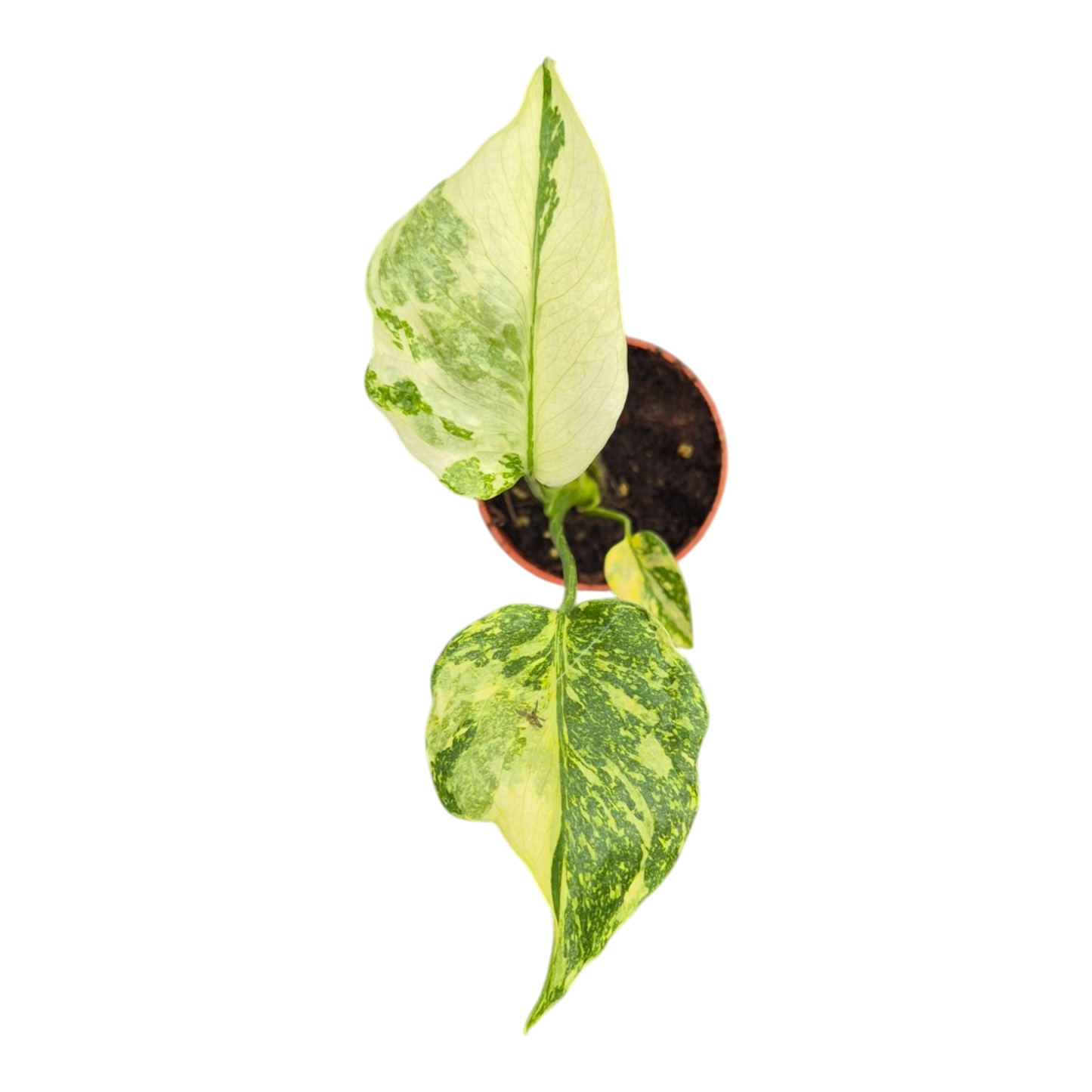 Live sale plant 26 Monstera Electro Light