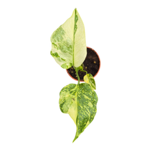 plante de vente vivante 26