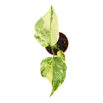 Live sale plant 26 Monstera Electro Light