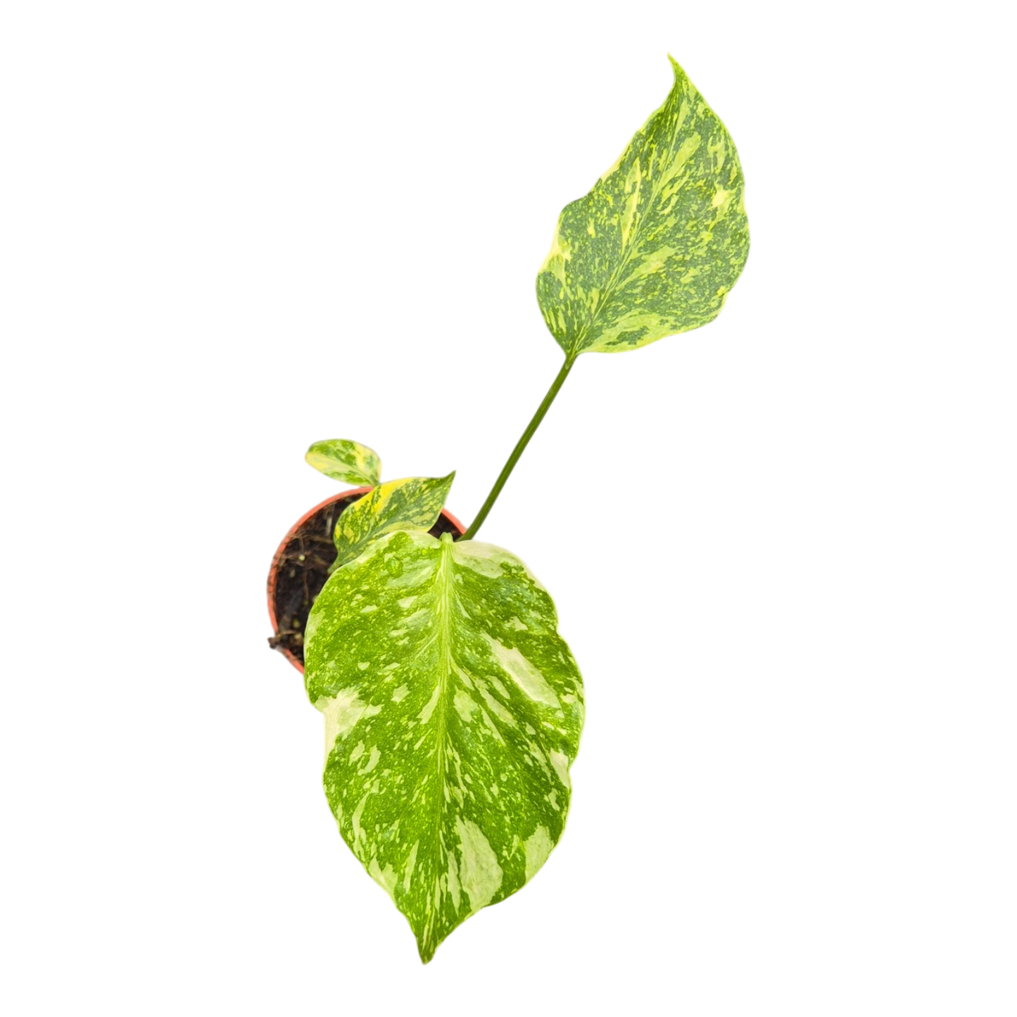 Live sale plant 27 Monstera Electro Light