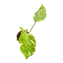 plante de vente vivante 27