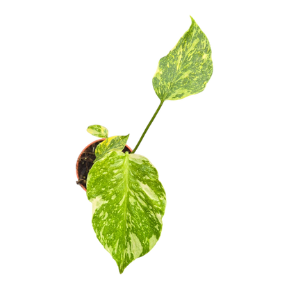 Live sale plant 27 Monstera Electro Light