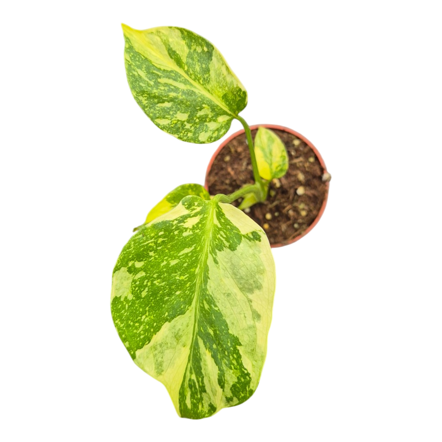 Live sale plant 28 Monstera Electro Light