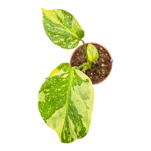 plante de vente vivante 28