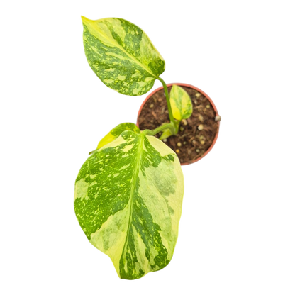 Live sale plant 28 Monstera Electro Light