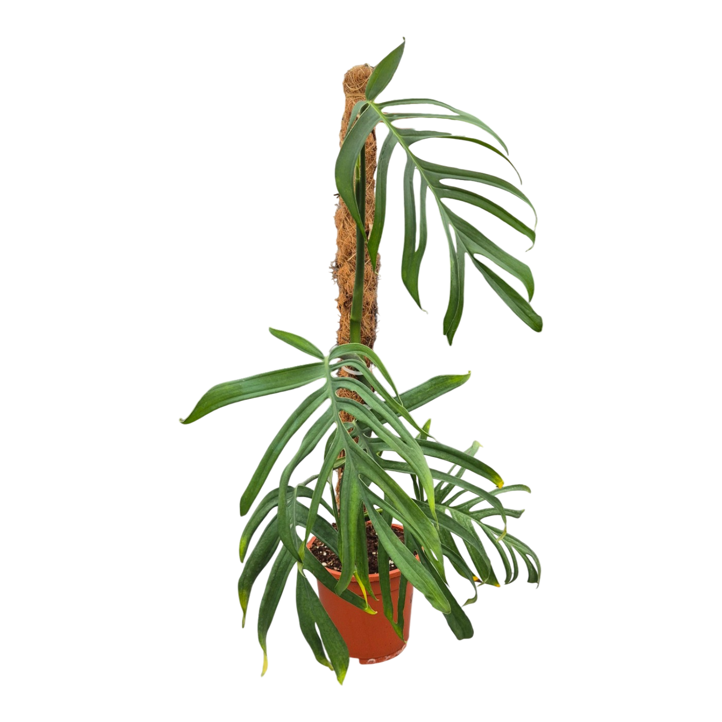 Live sale plant 29 Monstera Croatii