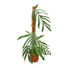 plante de vente vivante 29