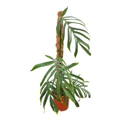 Live sale plant 29 Monstera Croatii