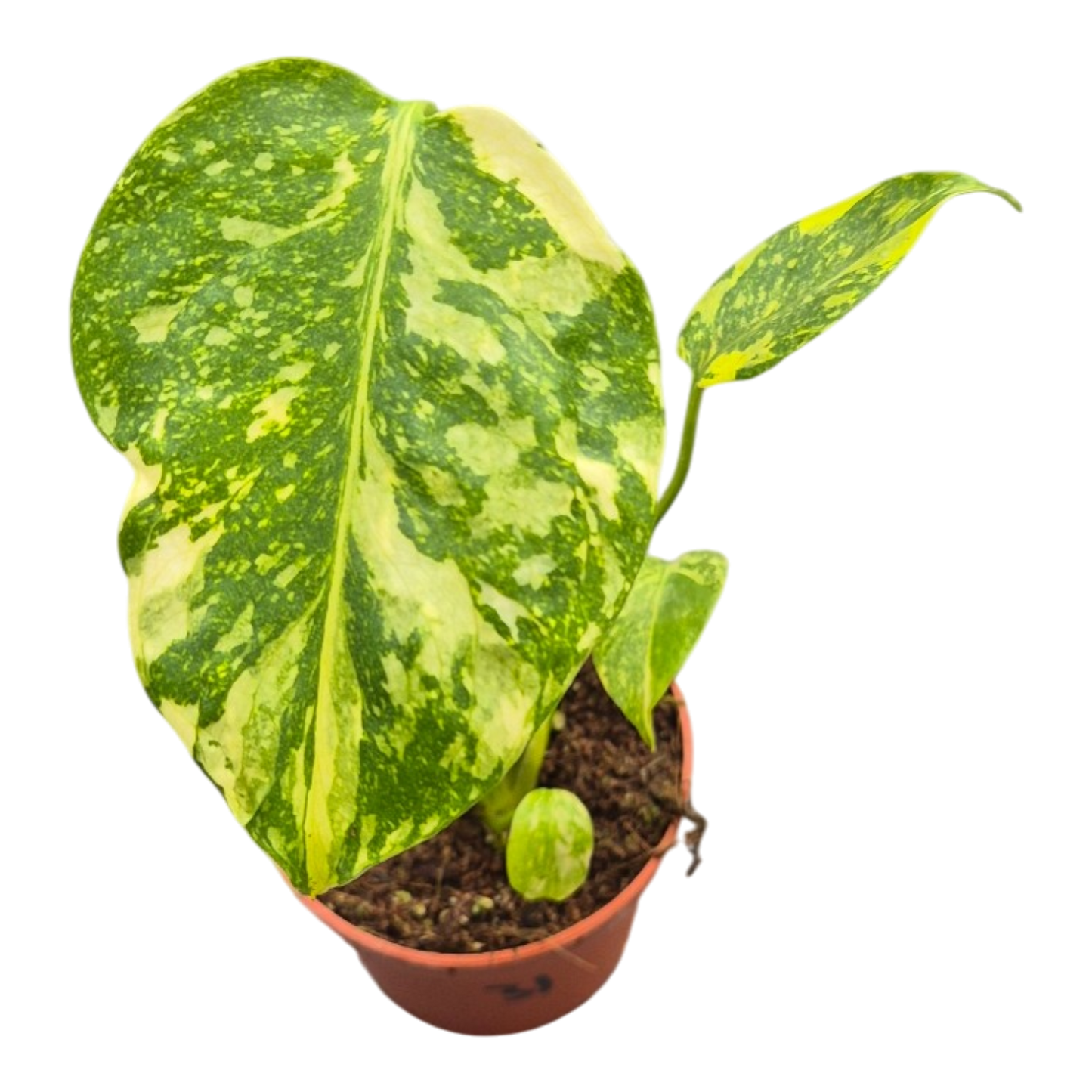 Live sale plant 31 Monstera Electro Light