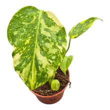 plante de vente vivante 31