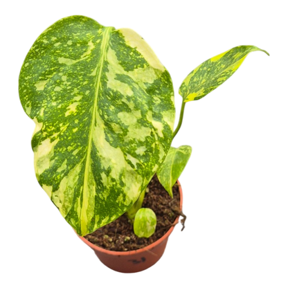 Live sale plant 31 Monstera Electro Light
