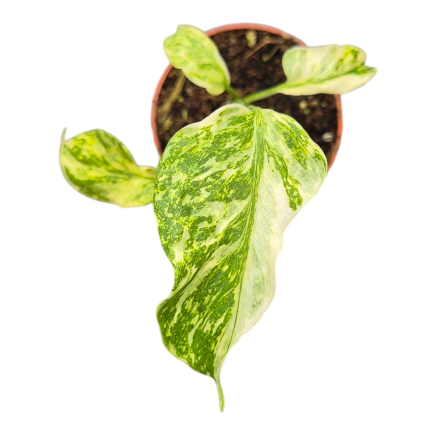 Live sale plant 32 Monstera Electro Light