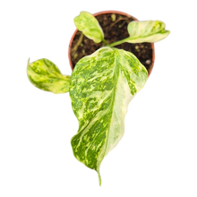 plante de vente vivante 32