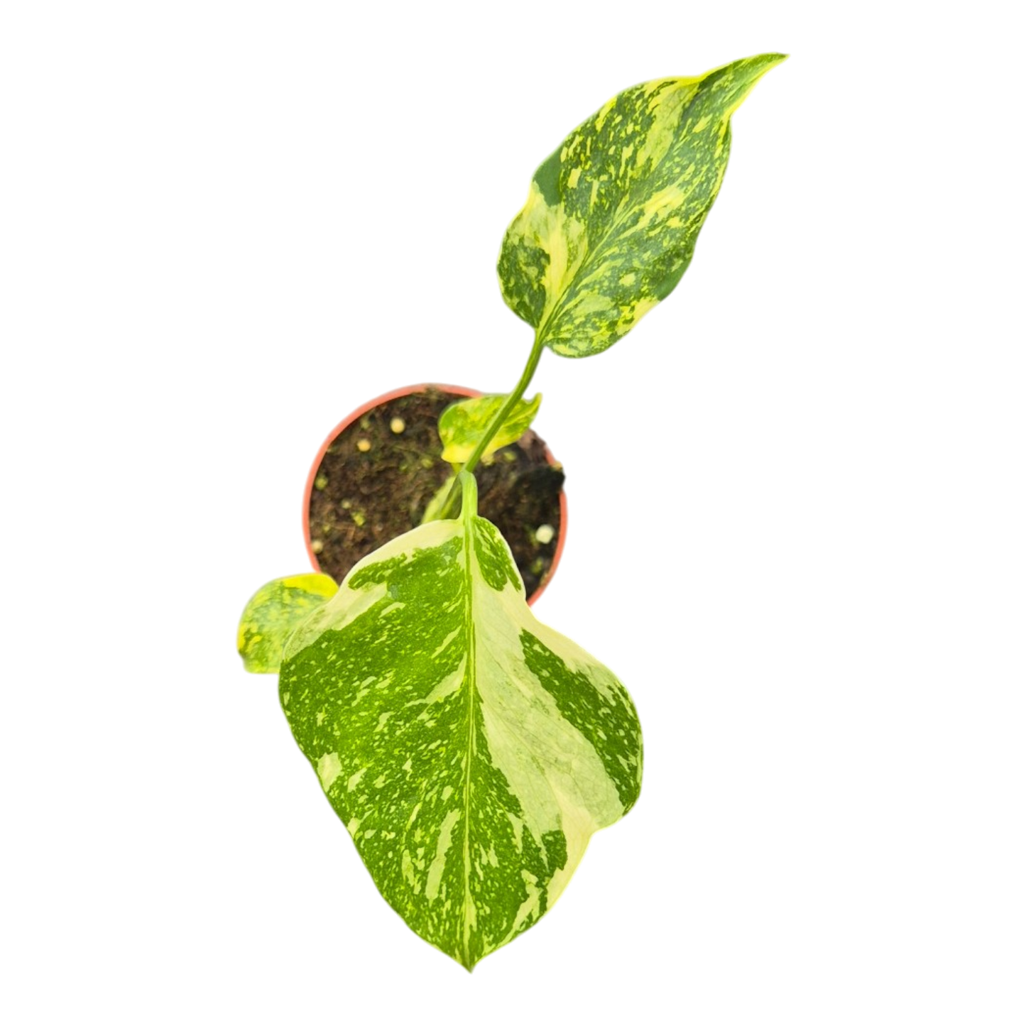 Live sale plant 33 Monstera Electro Light