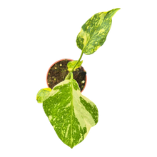plante de vente vivante 33