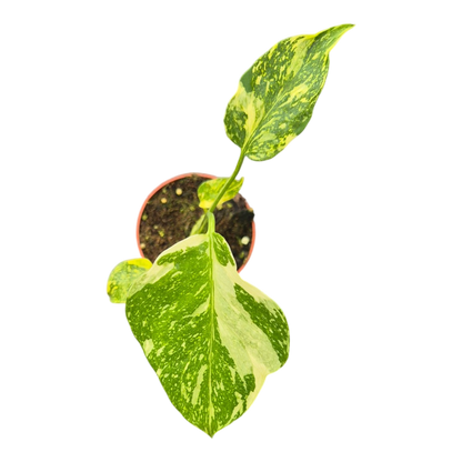 Live sale plant 33 Monstera Electro Light