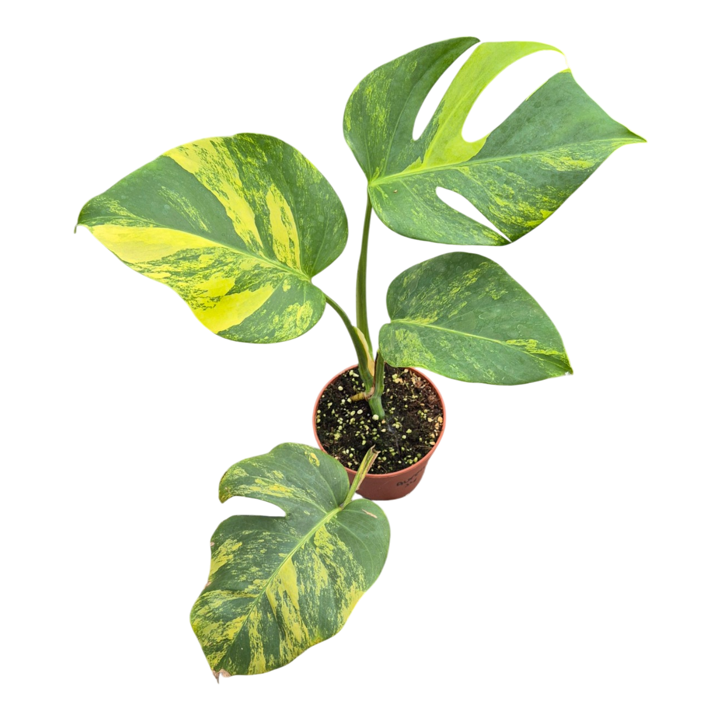 Live sale plant 34 Monstera Deliciosa Aurea Variegata