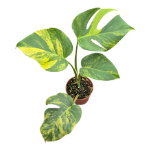 plante de vente vivante 34