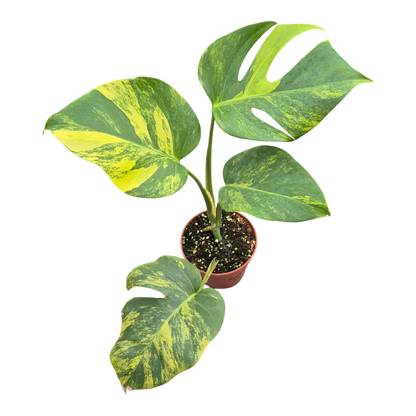 Live sale plant 34 Monstera Deliciosa Aurea Variegata