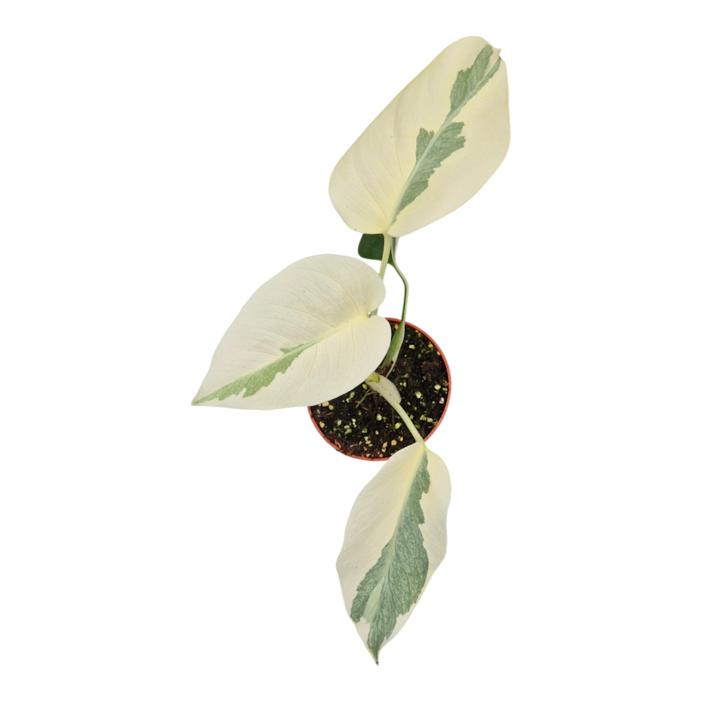 Live sale plant 35 Monstera Casper