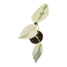 plante de vente vivante 35