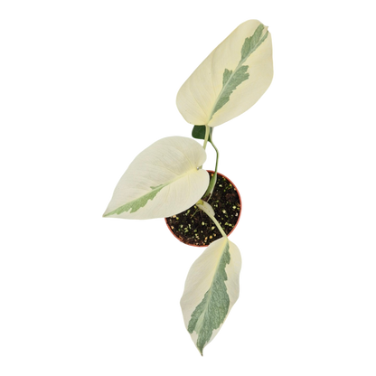 Live sale plant 35 Monstera Casper
