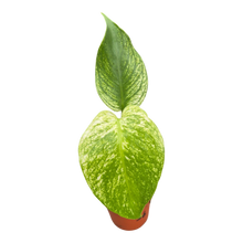 plante de vente vivante 36