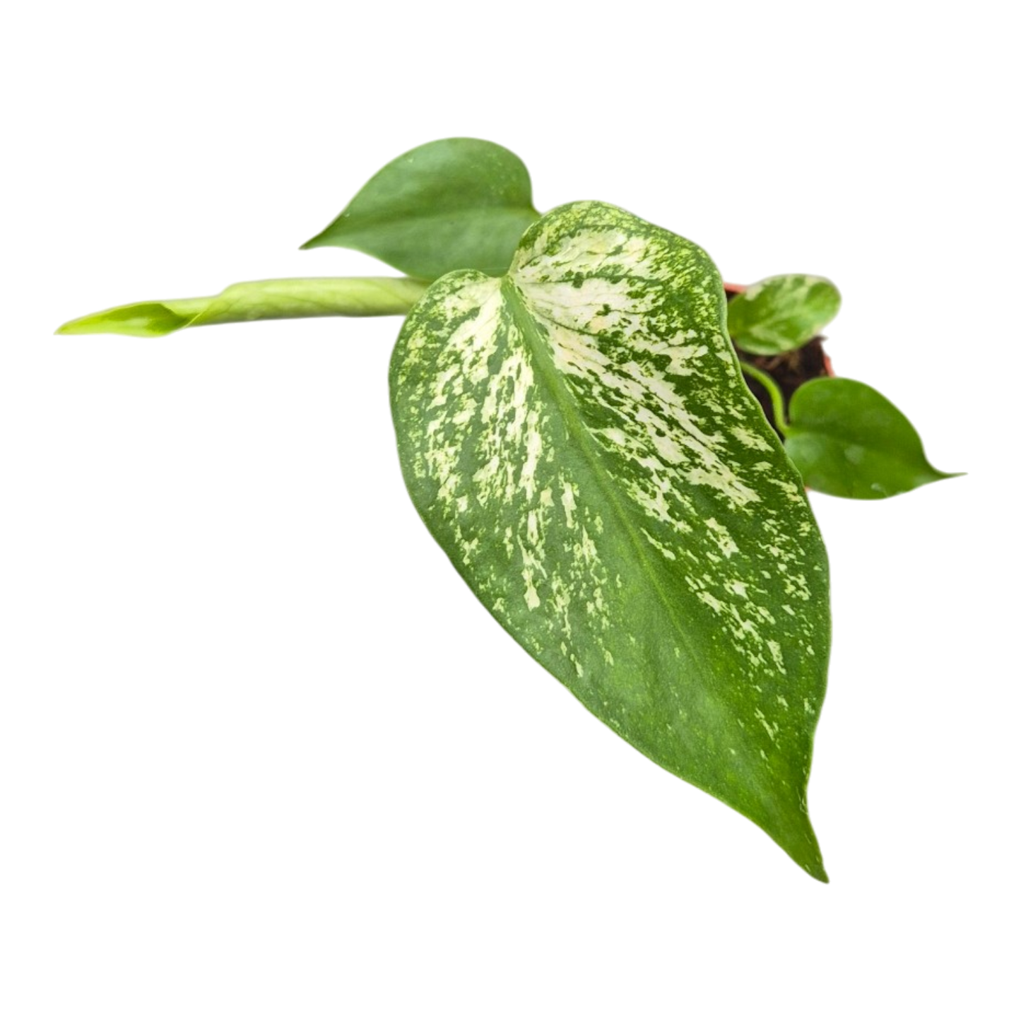 Live sale plant 37 Monstera Devil Monster
